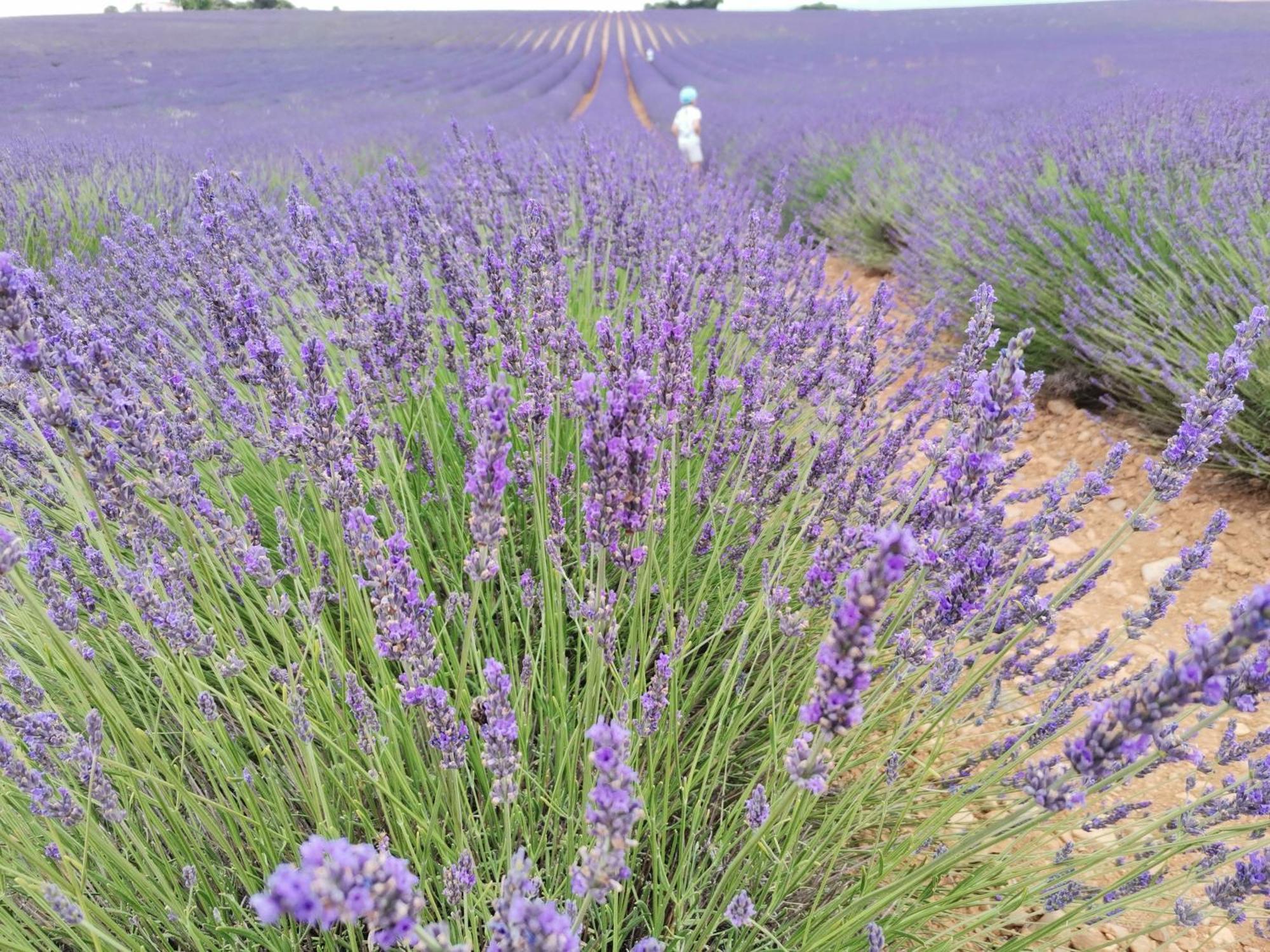 Gite En Provence "Rose" Modene Ngoại thất bức ảnh