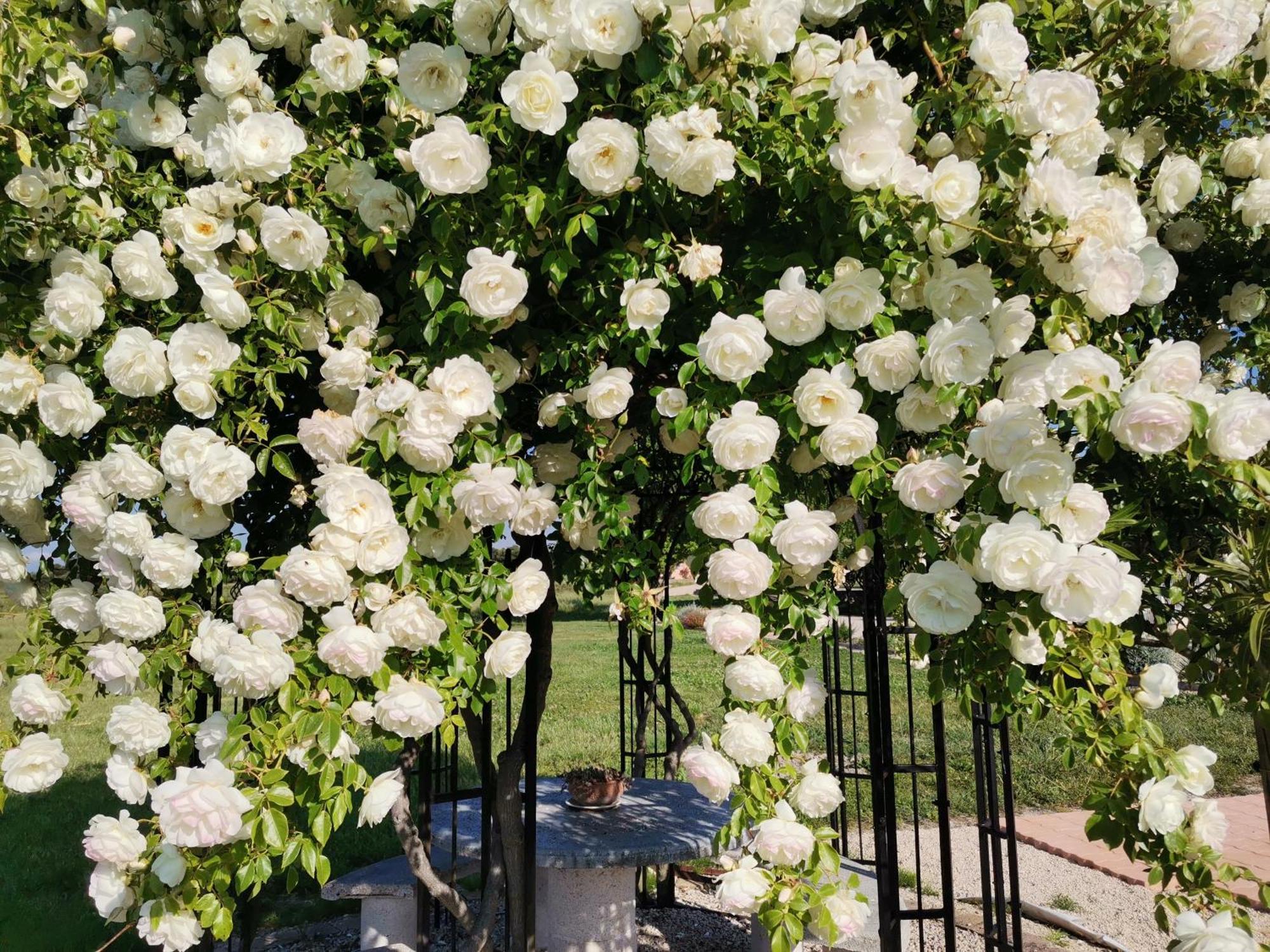 Gite En Provence "Rose" Modene Ngoại thất bức ảnh